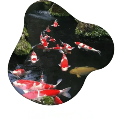 Jual Ikan Koi Grade A