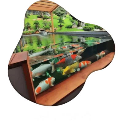 Jual Ikan Koi Import