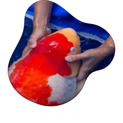Jual Ikan Koi Jumbo Besar