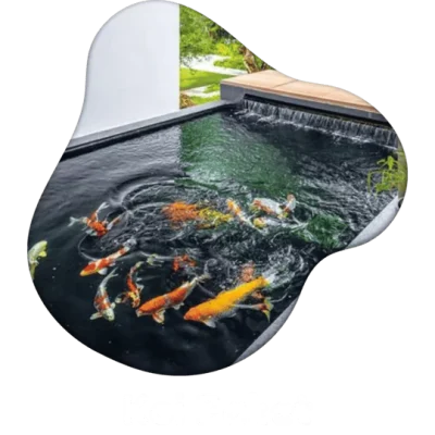 Jual Ikan Koi Paket