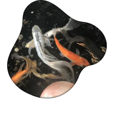 Jual Ikan Koi Slayer